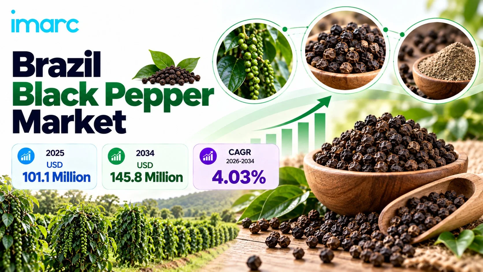 Brazil Black Pepper Market Size, Share, and Growth Outlook 2026-2034