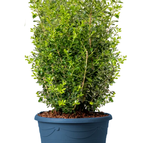 Buxus Skylight Natura Creative for Vigorous, Easy-Care Gardens