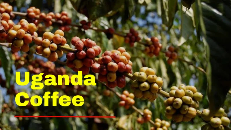 Uganda Coffee Tours: Meet the Farmers Behind the Cup