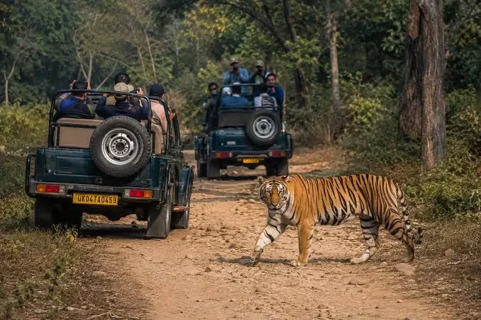 Best Time to Visit Jim Corbett National Park for a Jungle Safari