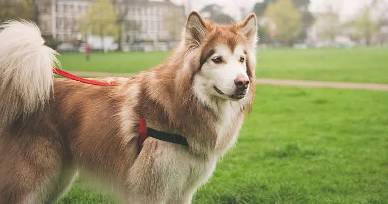 What Makes the Best Dog Walking Companies in New Orleans Stand Out?
