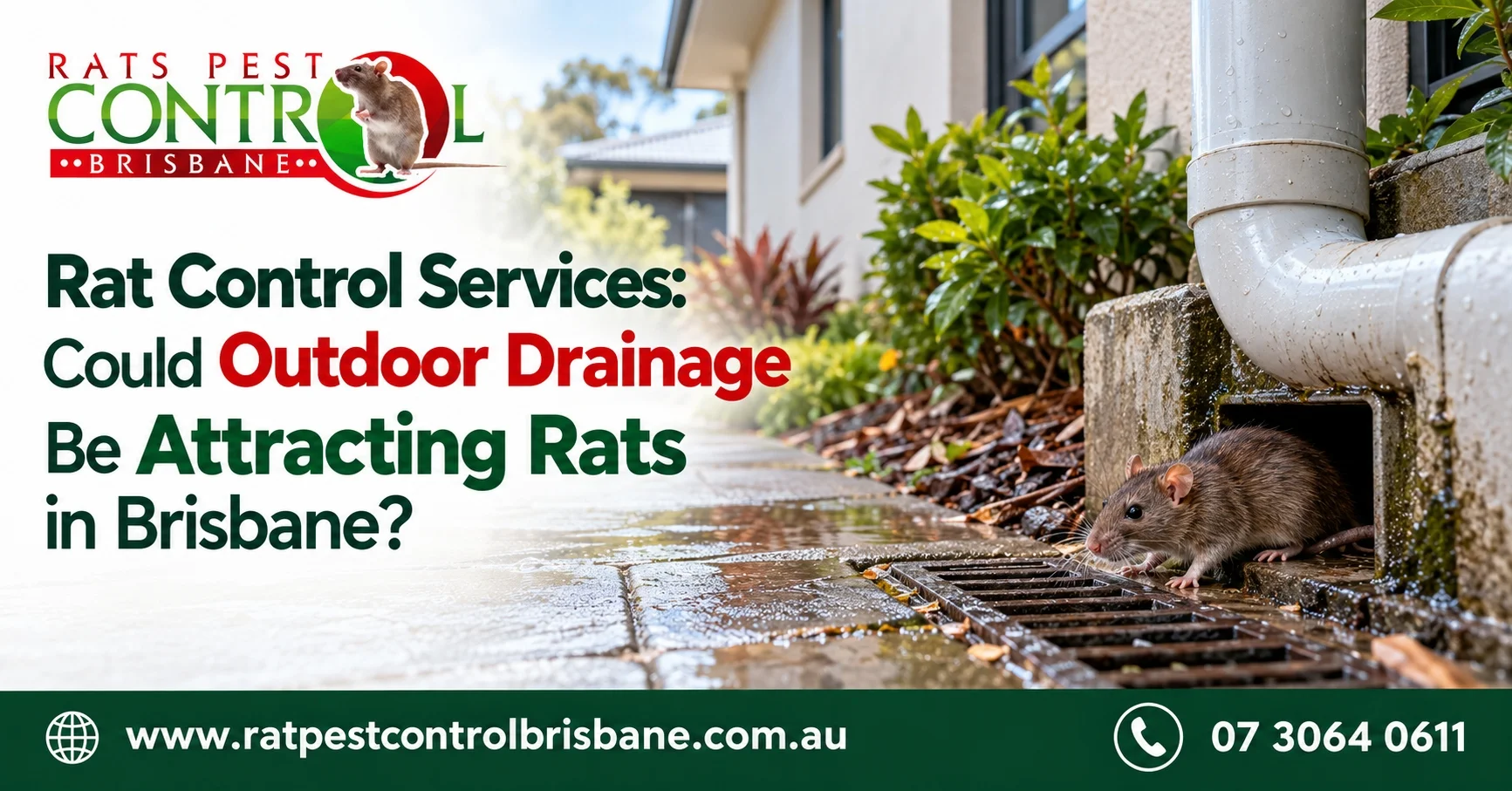 Rat Control Services: Could Outdoor Drainage Be Attracting Rats in Brisbane?