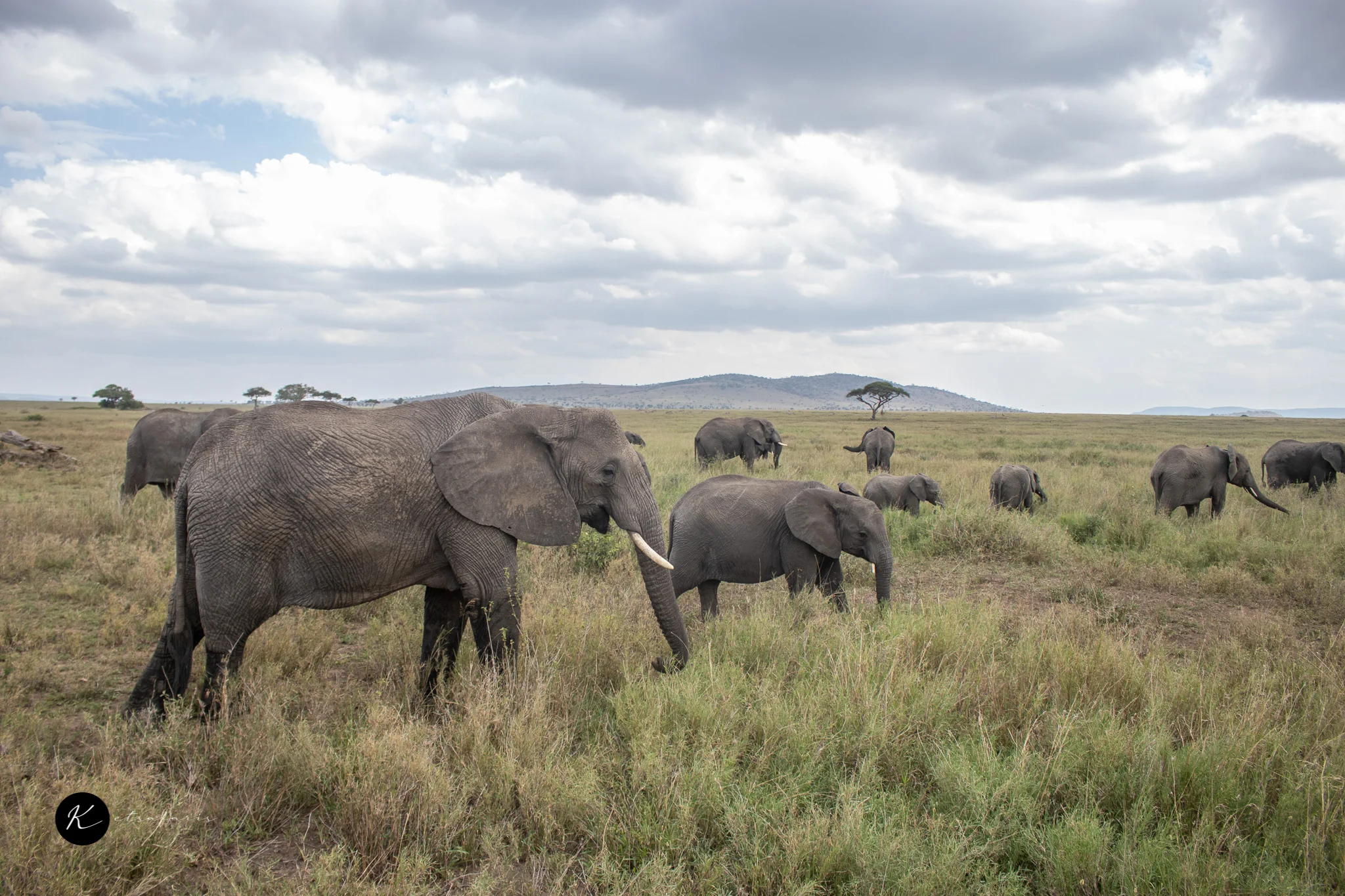 Masai Mara Great Migration 2027: Best Months, River Crossings and Where to Stay