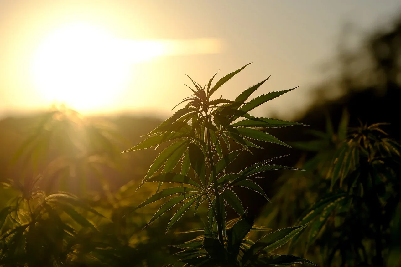 MedicalMarijuanaCardOakland
